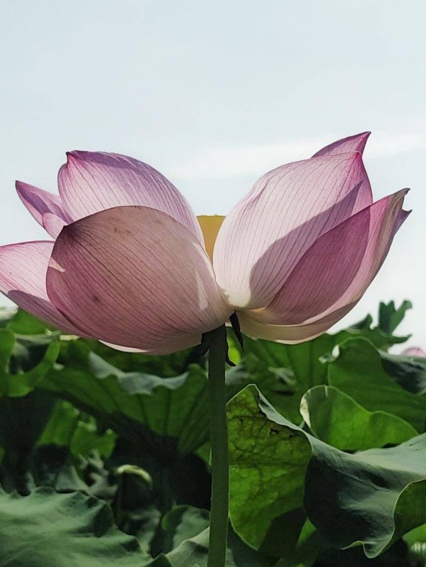 股票配资8倍平台 华容蒲团：风动莲香清爽了整个夏天